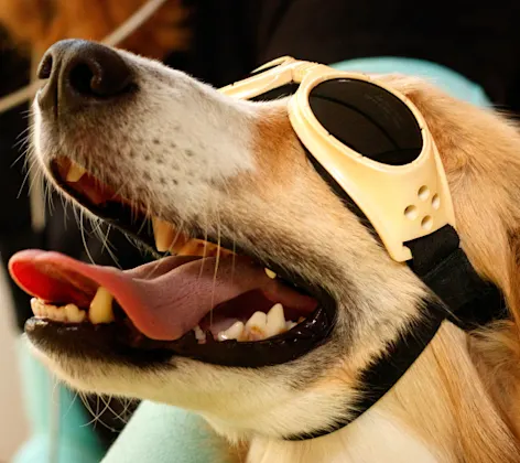 Dog Wearing Yellow Protective Sunglasses Dog Wearing Yellow Protective Sunglasses