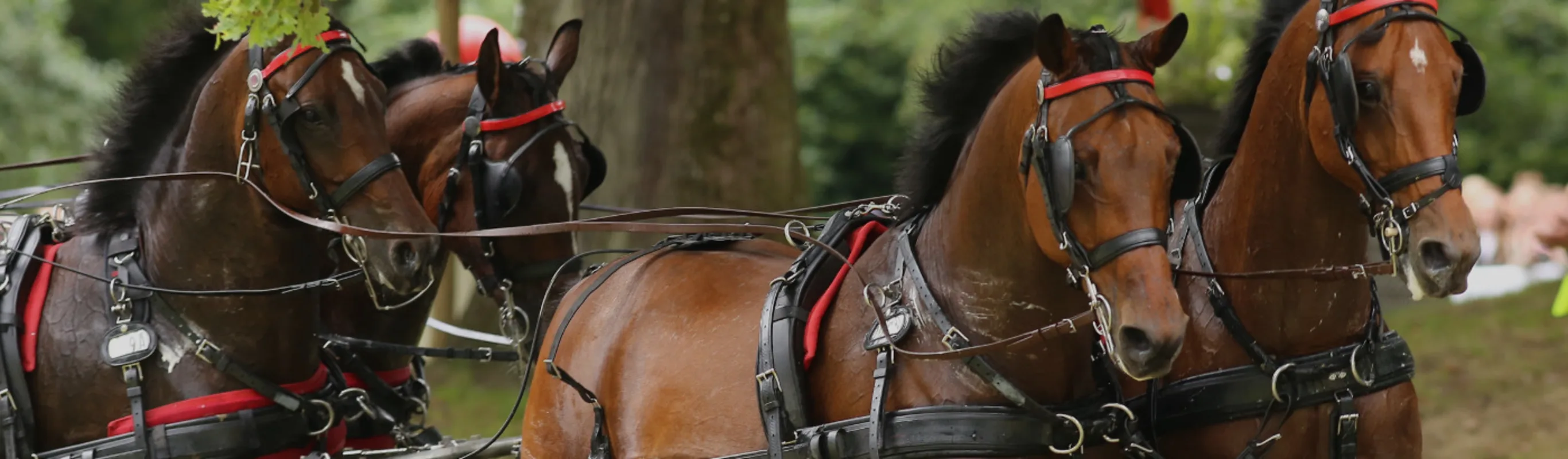 Four Race Horses Four Race Horses