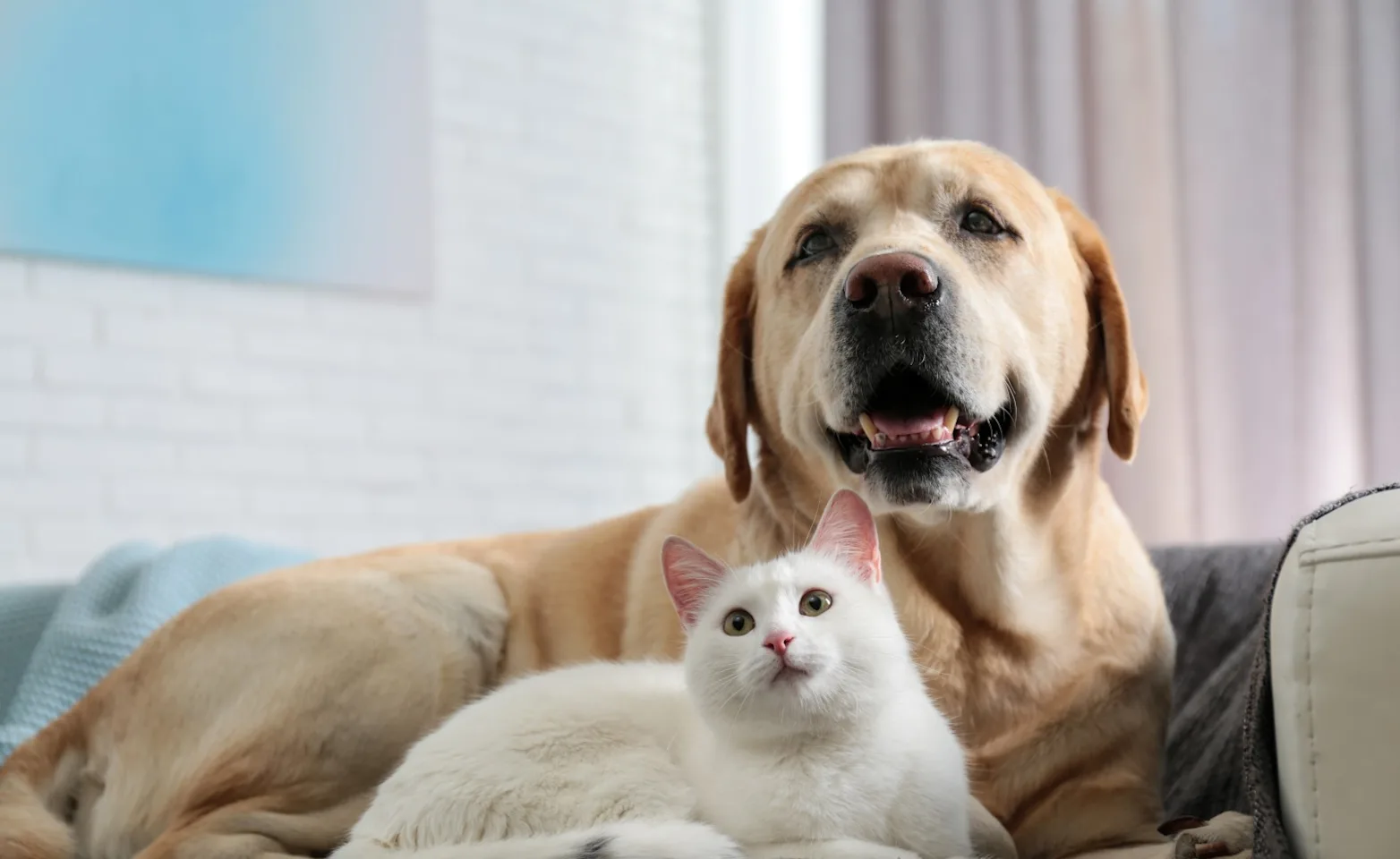 Dog Cat on couch Dog Cat on couch