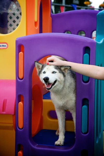 Husky in playground