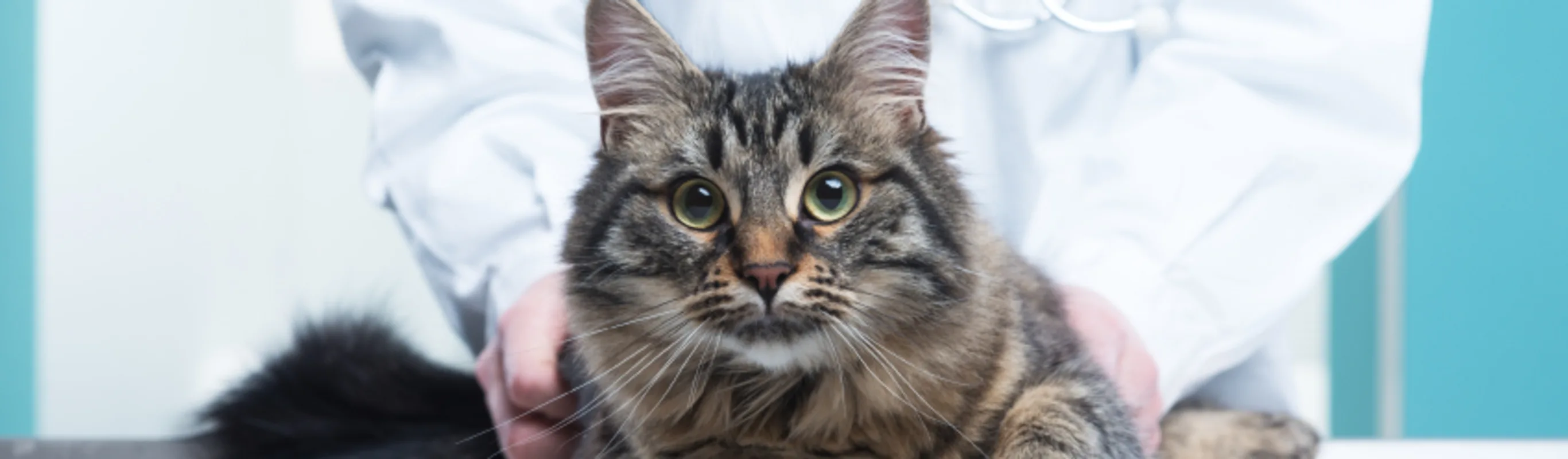 Cat looking at camera while laying on a table. Cat looking at camera while laying on a table.