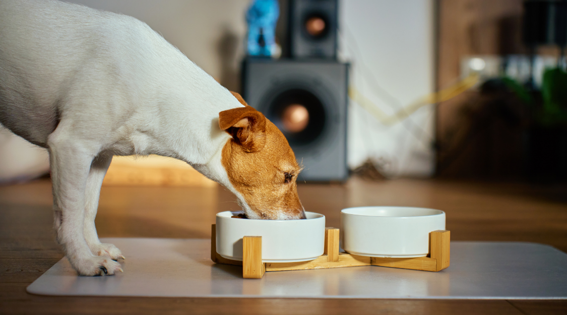 Close Up of Dog Eating from White Food Bowls