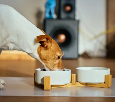Close Up of Dog Eating from White Food Bowls Close Up of Dog Eating from White Food Bowls