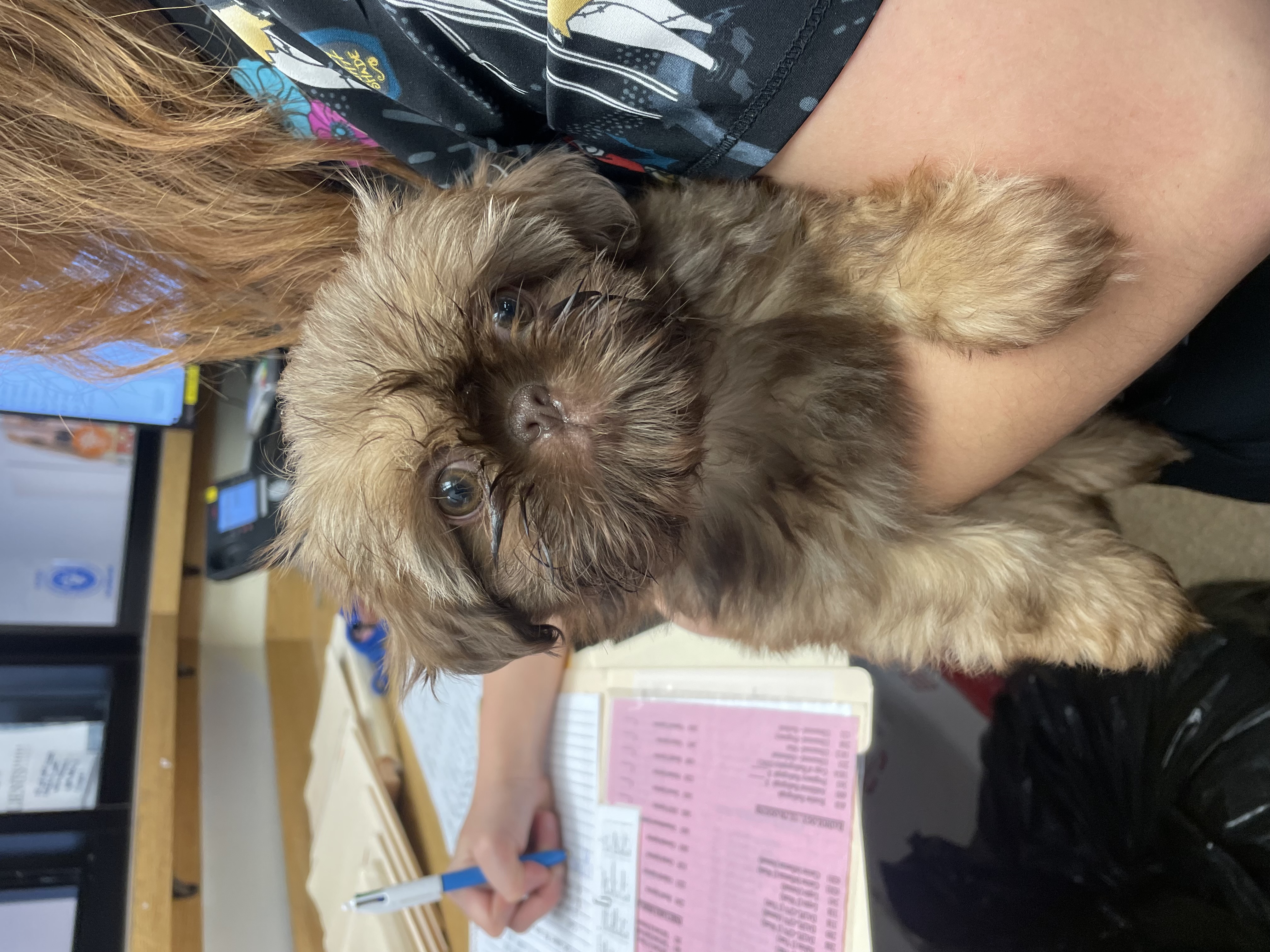 Brown Dog Being Held at Ferry Farm Animal Clinic