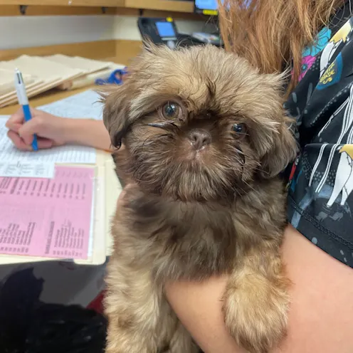 Brown Dog Being Held at Ferry Farm Animal Clinic Brown Dog Being Held at Ferry Farm Animal Clinic