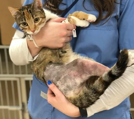 Cat with shaved leg