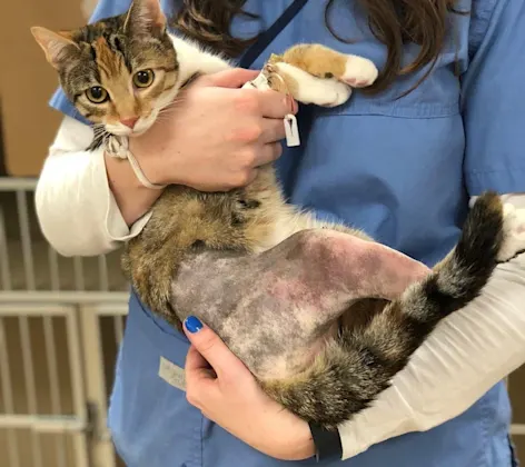 Cat with shaved leg Cat with shaved leg