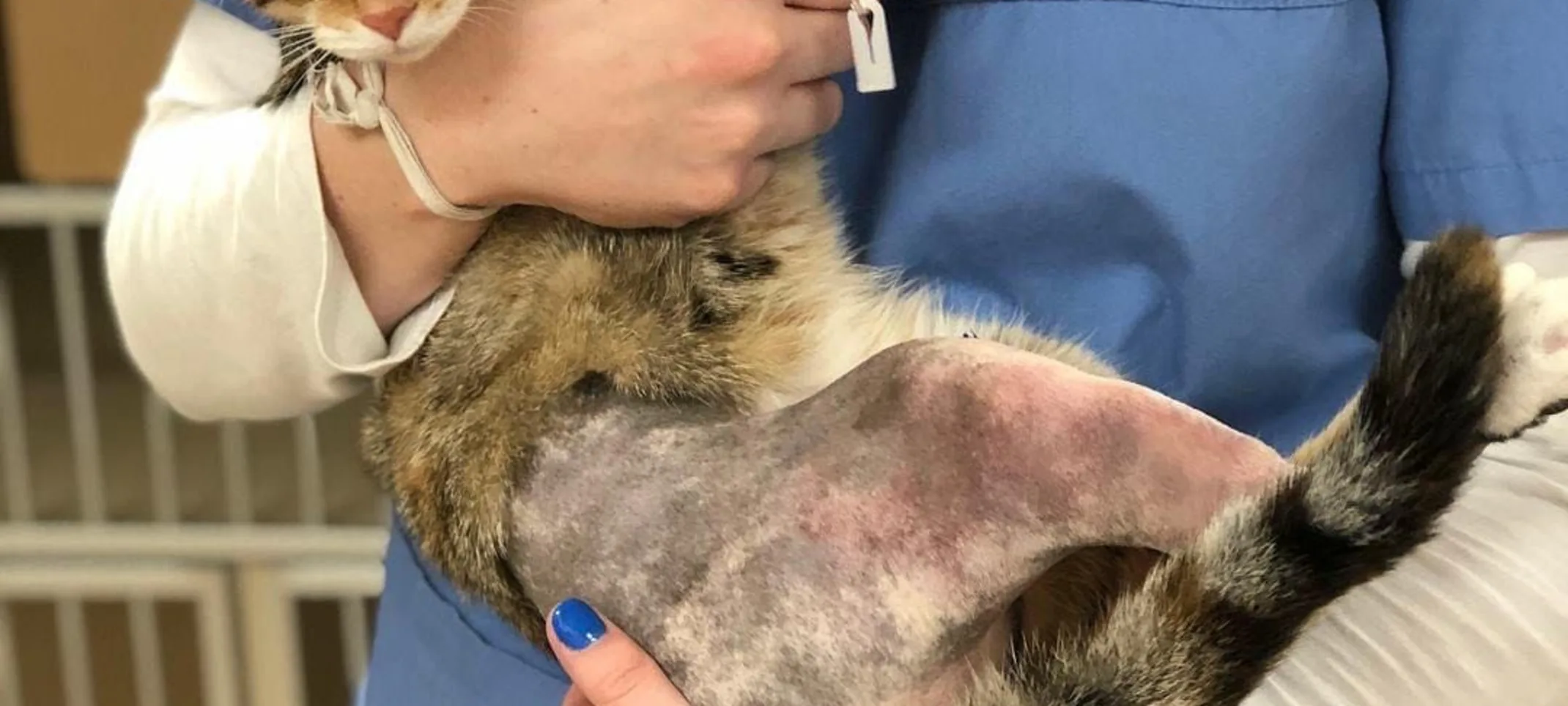 Cat with shaved leg Cat with shaved leg