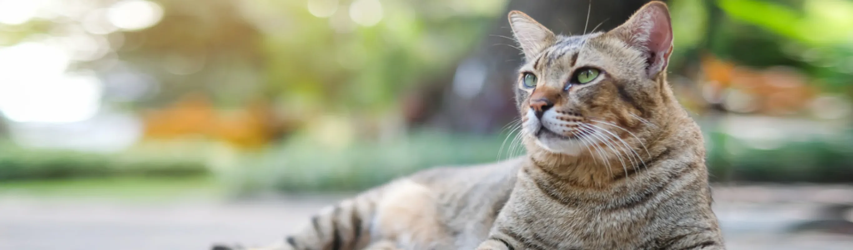 Cat Lying Down at the Park bench Cat Lying Down at the Park bench