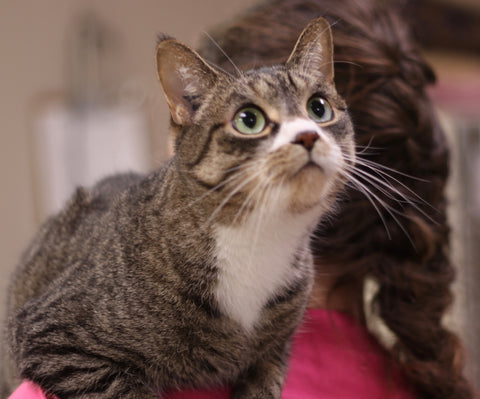 A cat is on a veterinarian's shoulder looking up. 