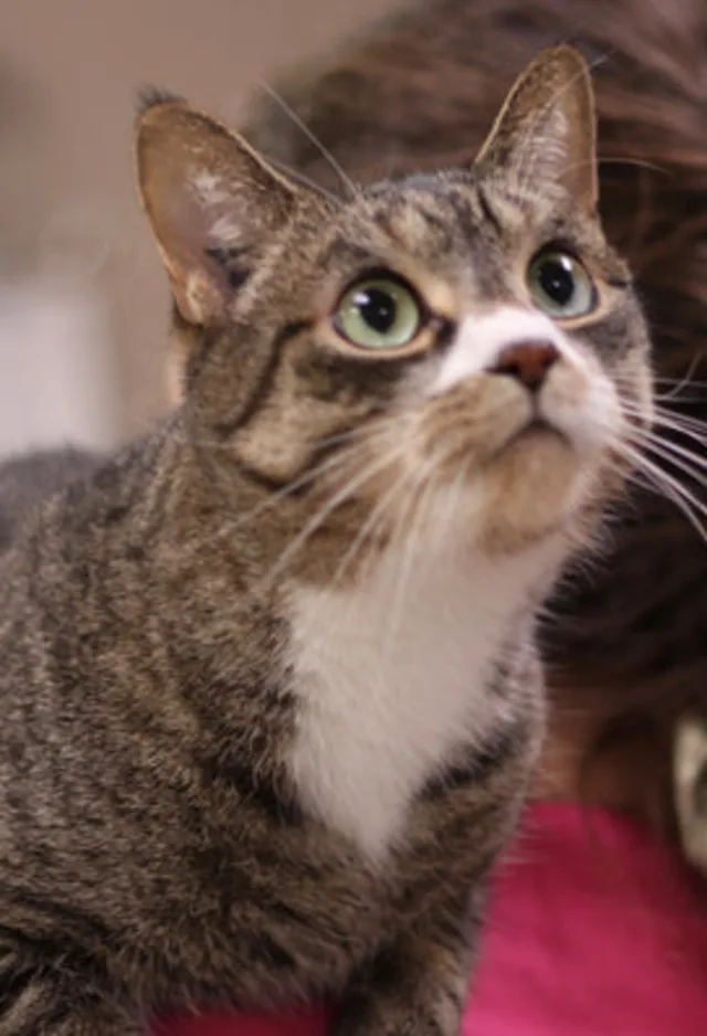 A cat is on a veterinarian's shoulder looking up. A cat is on a veterinarian's shoulder looking up.