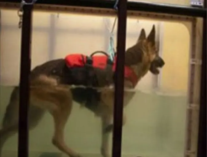 Physical therapy patient using underwater treadmill Physical therapy patient using underwater treadmill