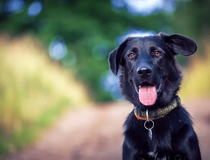 Black dog with tongue out and floppy ears Black dog with tongue out and floppy ears