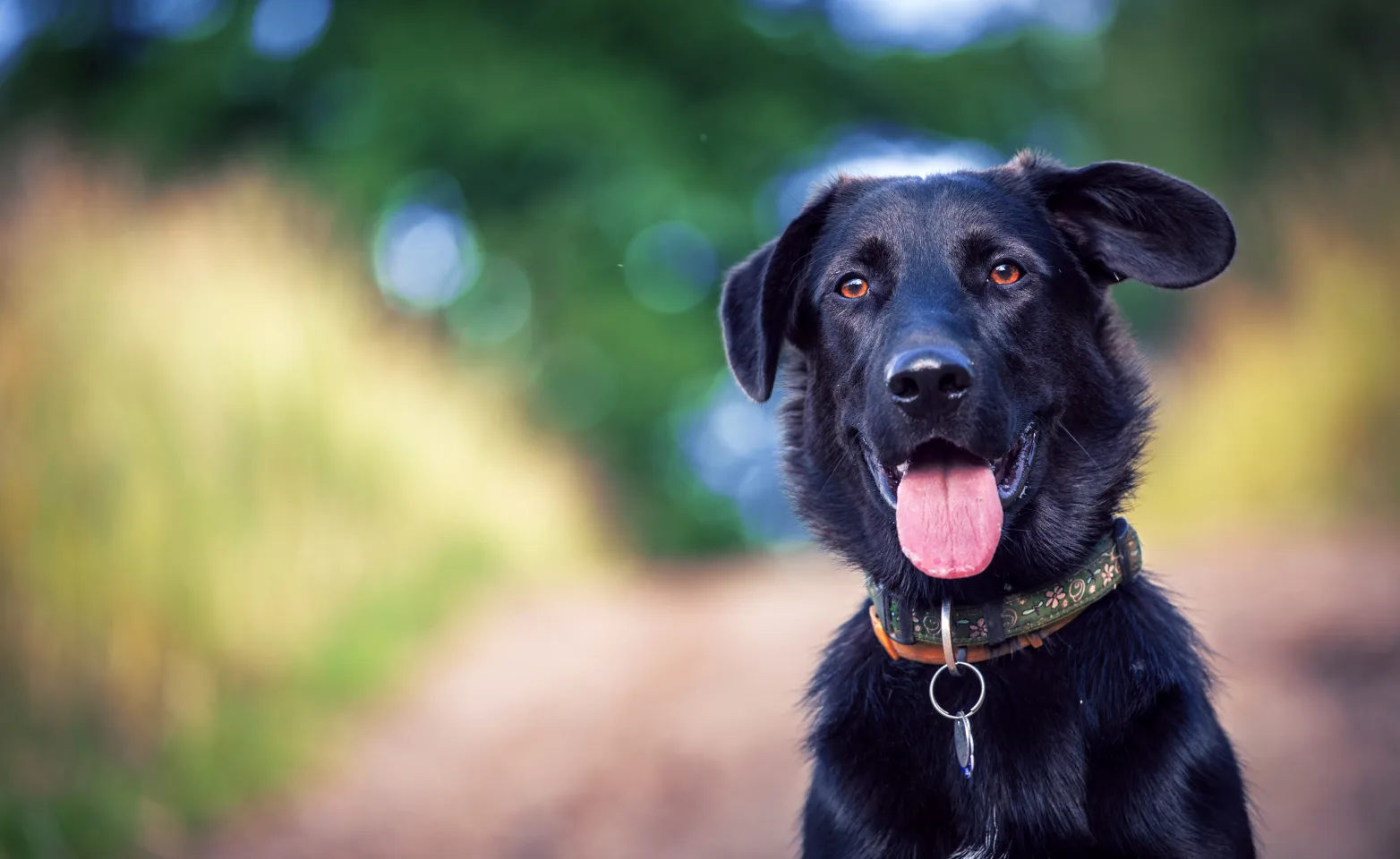 Black dog with tongue out and floppy ears 