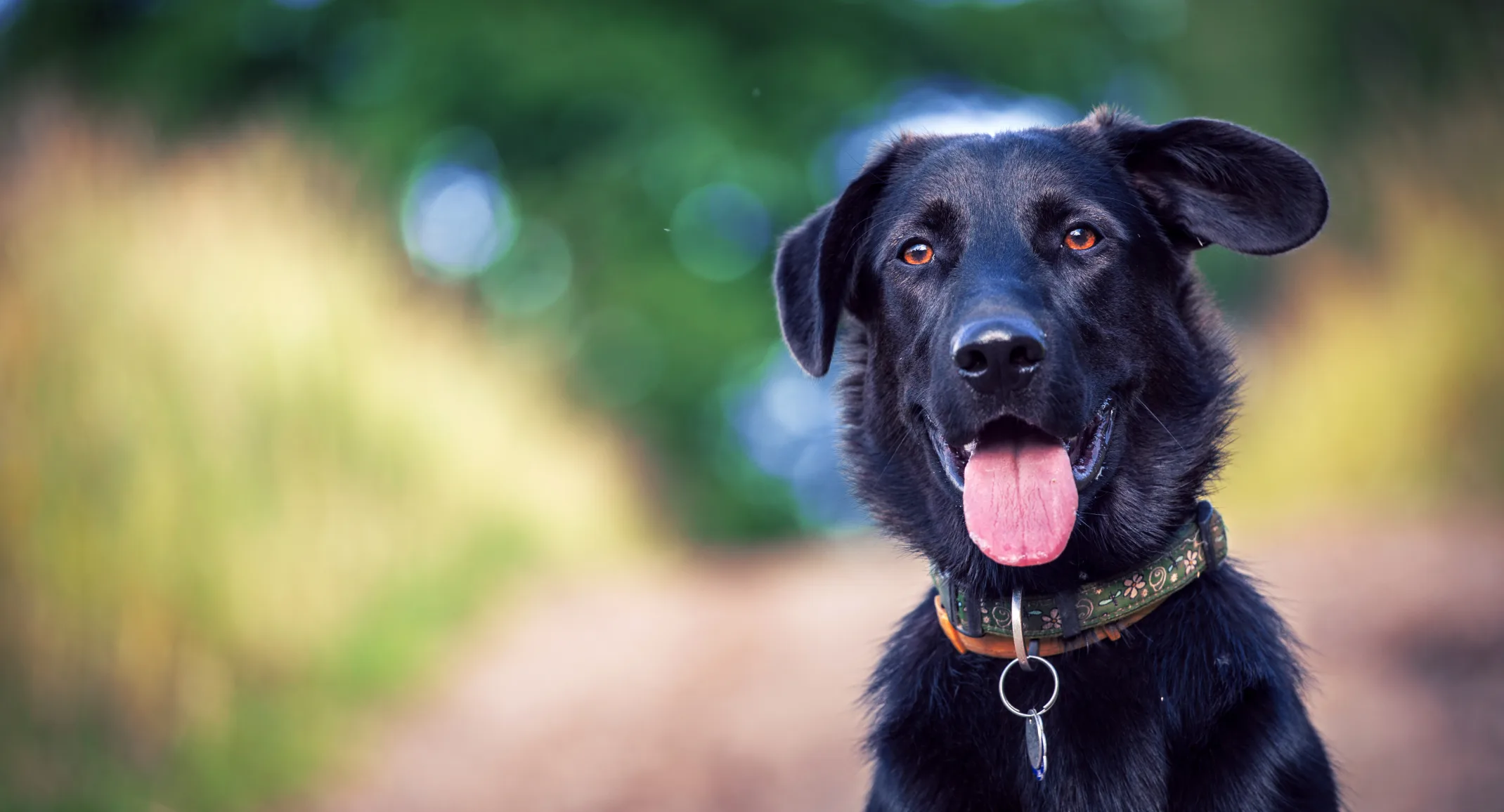 Black dog with tongue out and floppy ears 