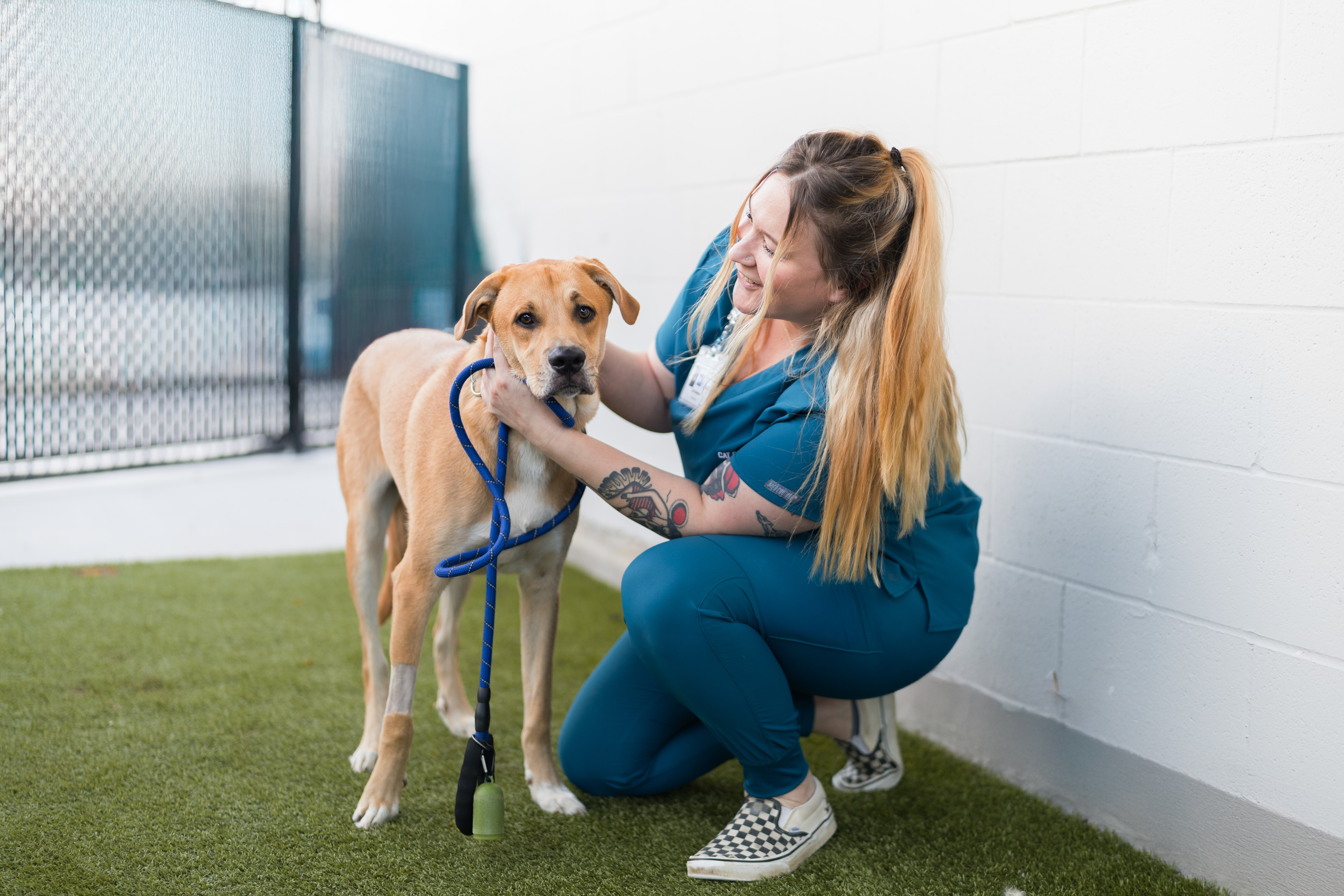 Labrador looking over owner's shoulder 