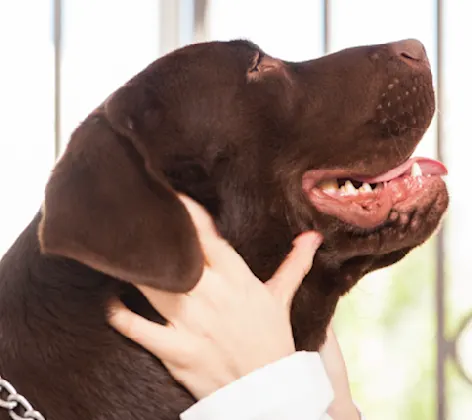 Dog and Woman Smiling