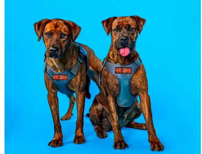 Hero Dogs, Meka & Kalena Hero Dogs, Meka & Kalena