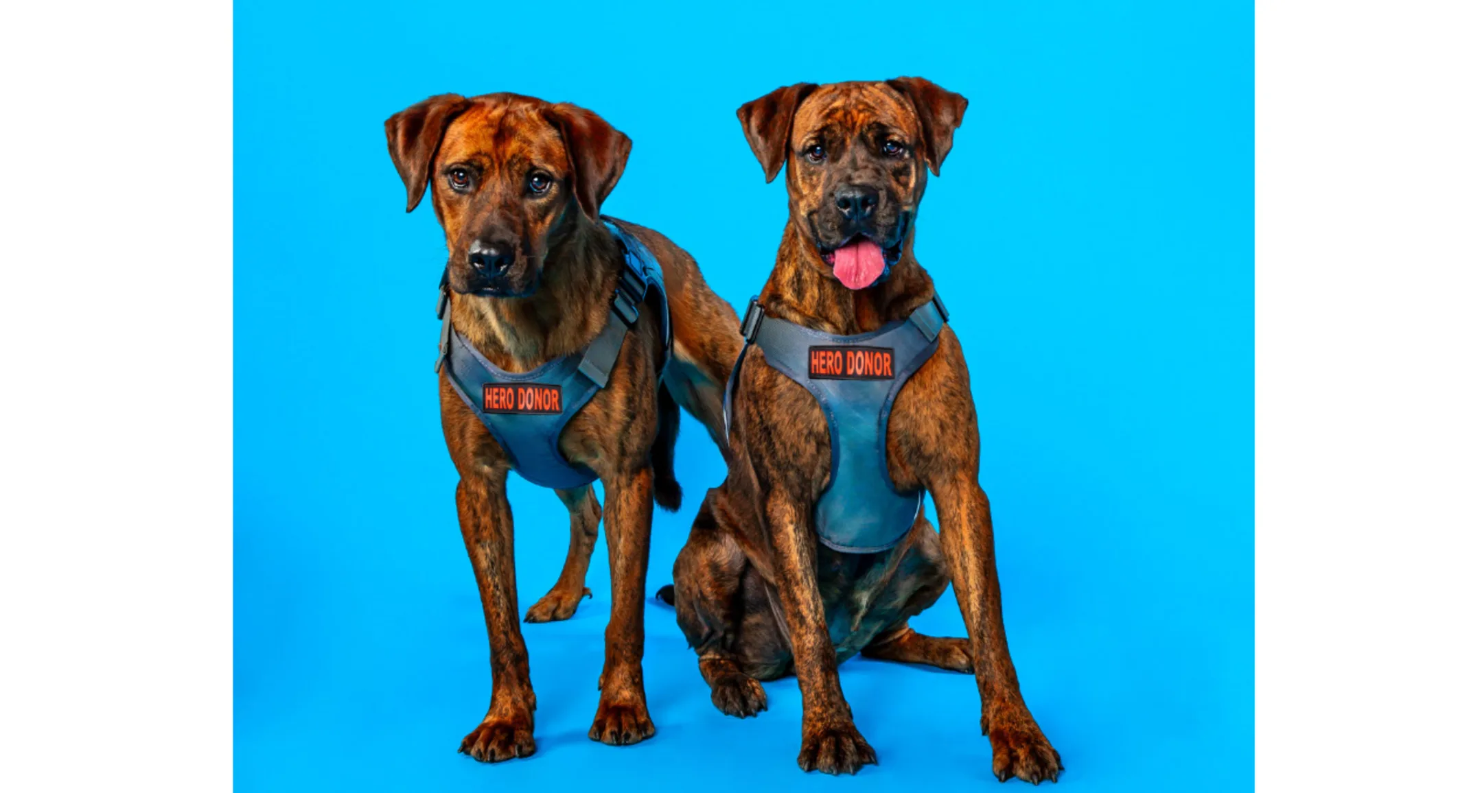Hero Dogs, Meka & Kalena Hero Dogs, Meka & Kalena