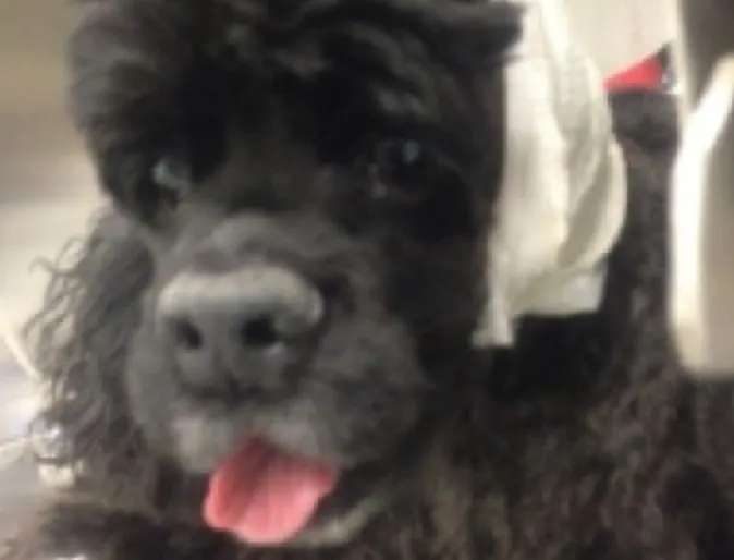 Surgical Ear Diseases at Veterinary Emergency and Referral Hospital of West Toronto Surgical Ear Diseases at Veterinary Emergency and Referral Hospital of West Toronto