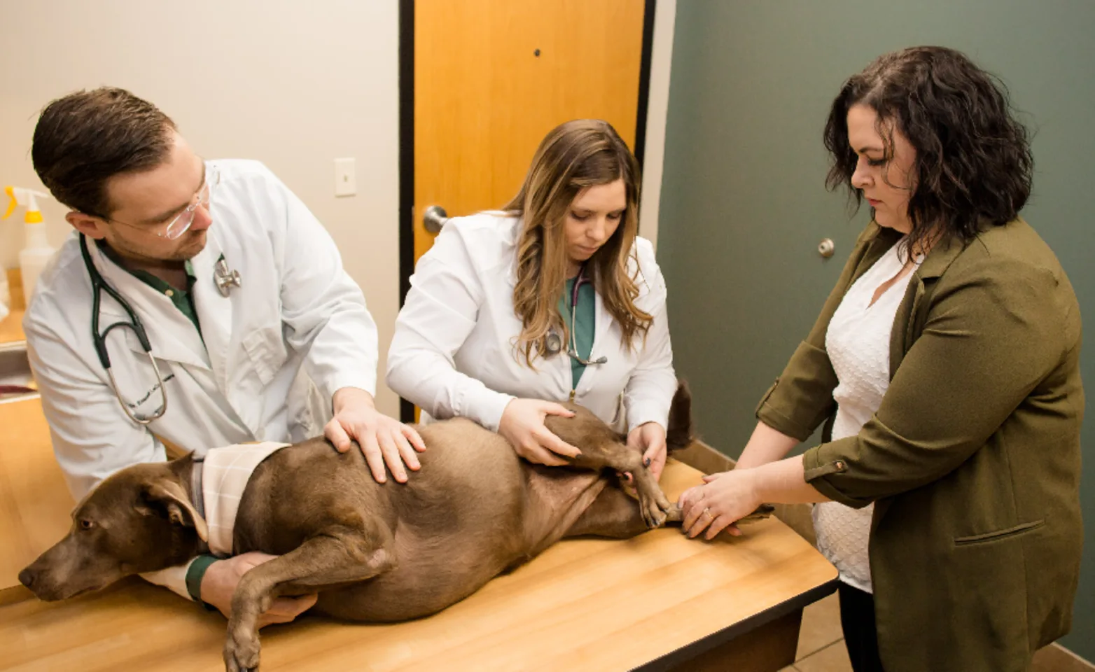 A photo of staff assessing a dog's condition A photo of staff assessing a dog's condition