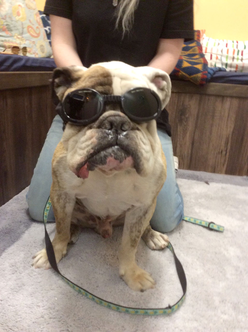 English bulldog wearing protective eyewear