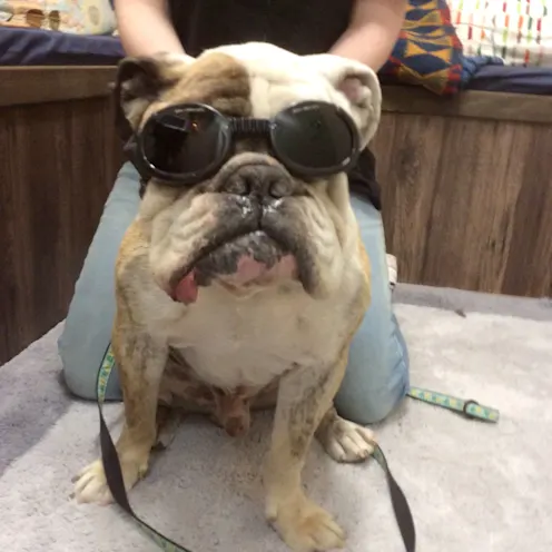 English bulldog wearing protective eyewear English bulldog wearing protective eyewear