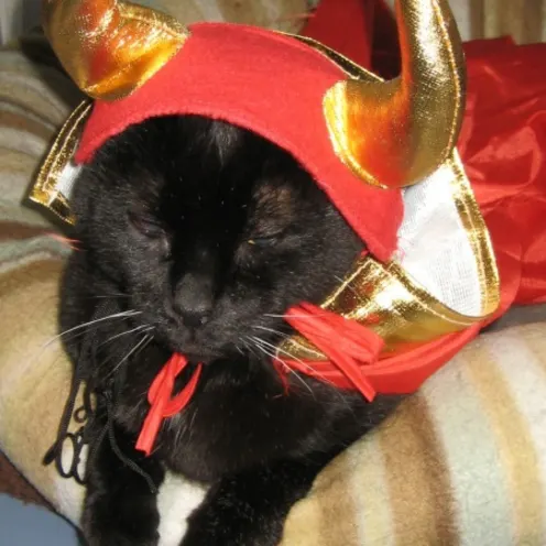 Spookie in costume Spookie in costume