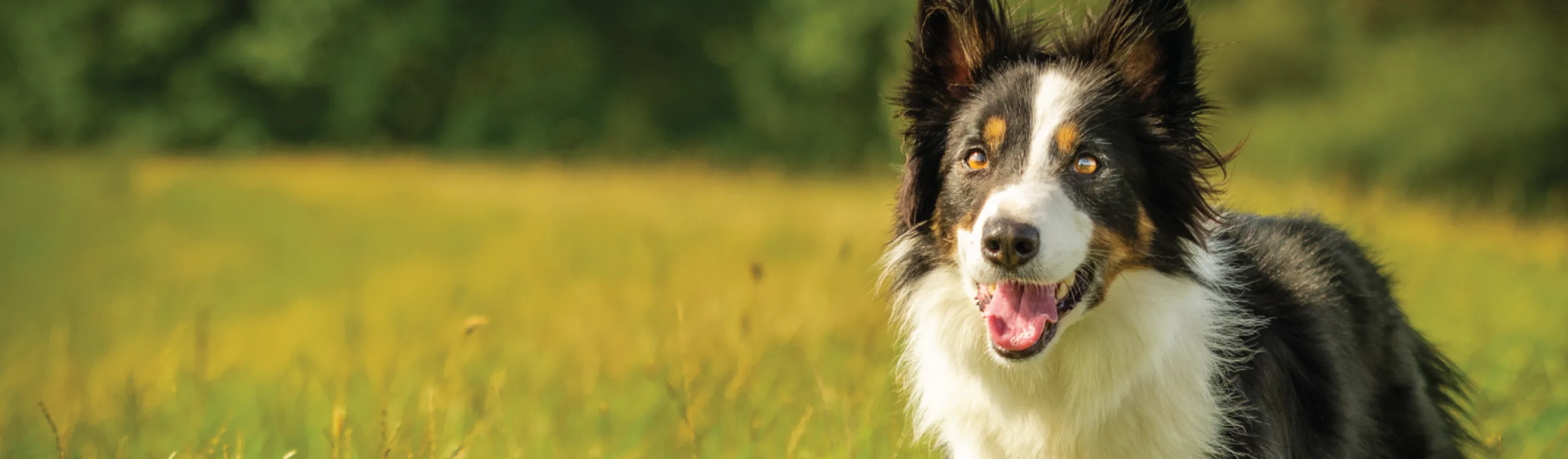 Dog standing in grass Dog standing in grass