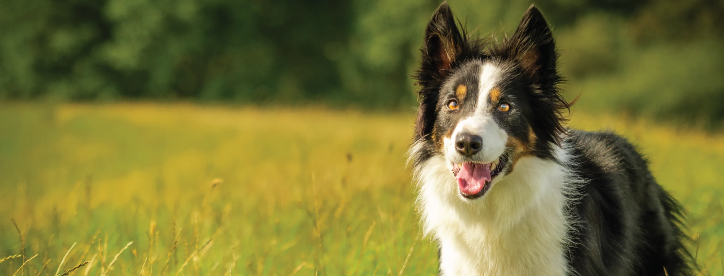 Dog standing in grass Dog standing in grass