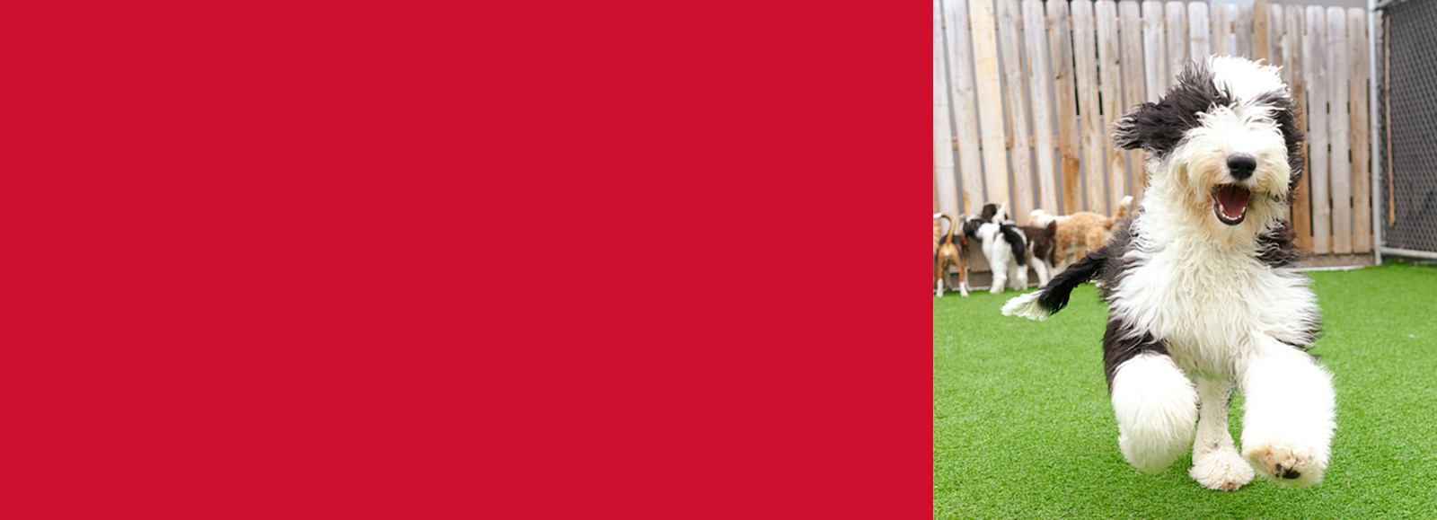 Lake St. Louis No Leash Needed