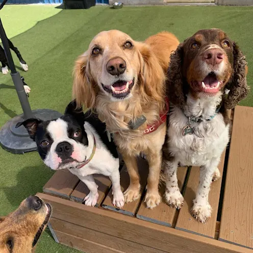 Dogs on step Dogs on step