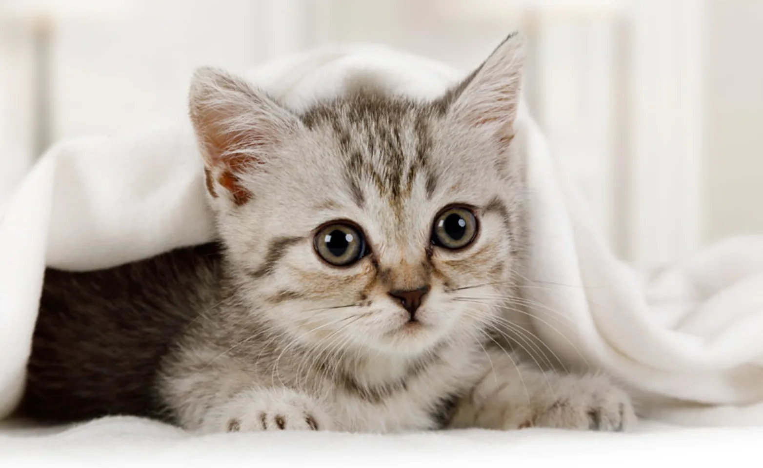 Kitten cuddles under a blanket