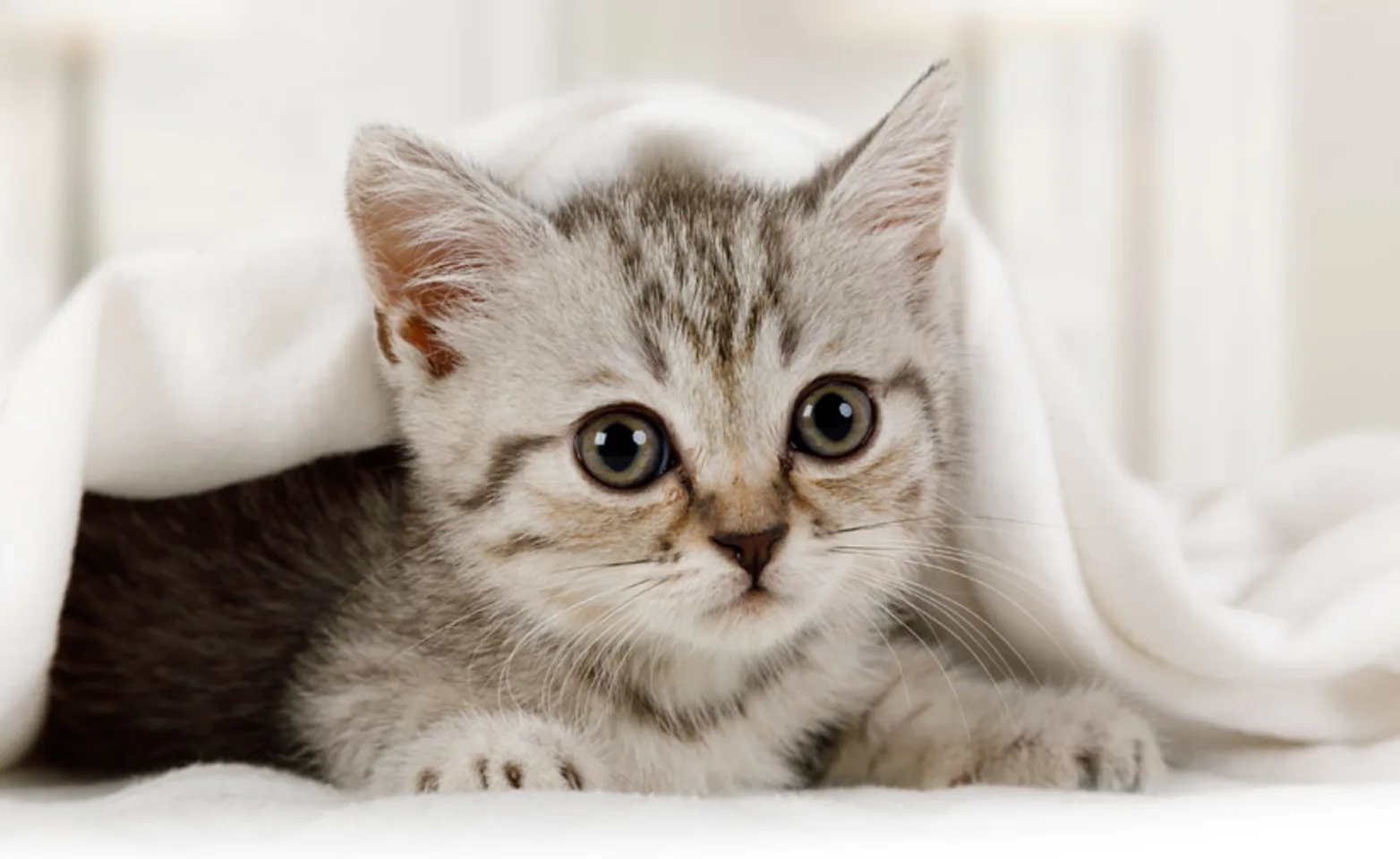 Kitten cuddles under a blanket Kitten cuddles under a blanket