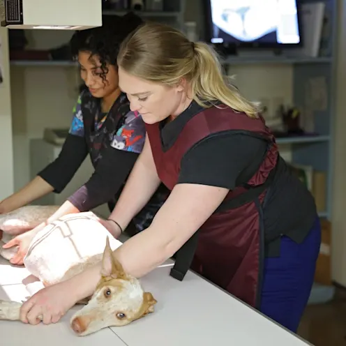 Radiography at Ferry Farm Animal Clinic Radiography at Ferry Farm Animal Clinic