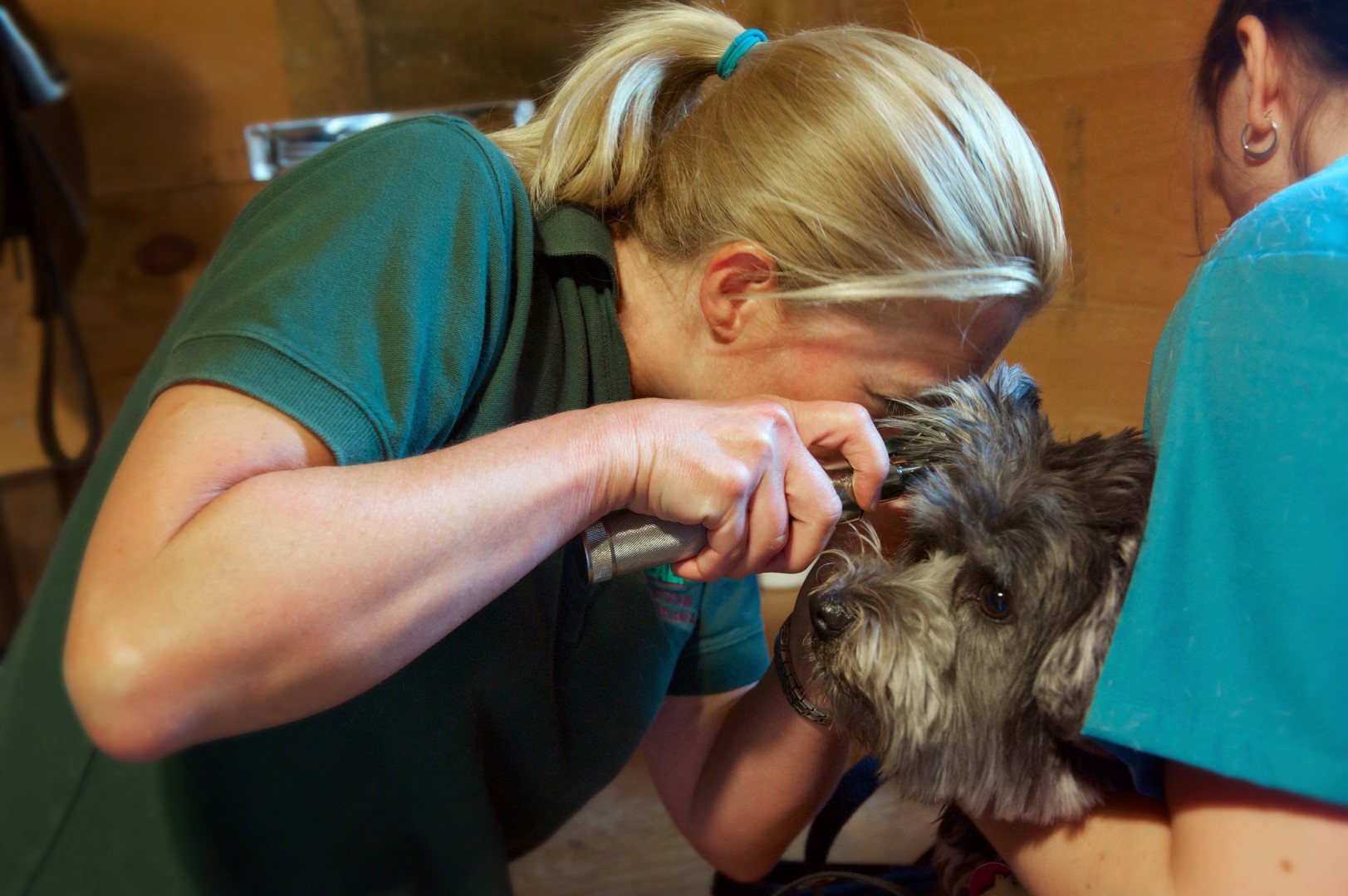 Dr. examining dog's ear at Henniker Veterinary Hospital