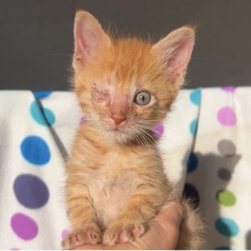 Wall-e, Male, Orange Tabby, DOB 3/10/2026 Wall-e, Male, Orange Tabby, DOB 3/10/2026