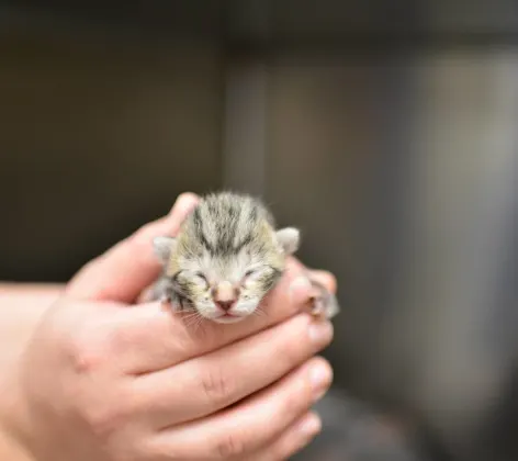 Newborn kitten at Animal Medical Center of Hattiesburg.