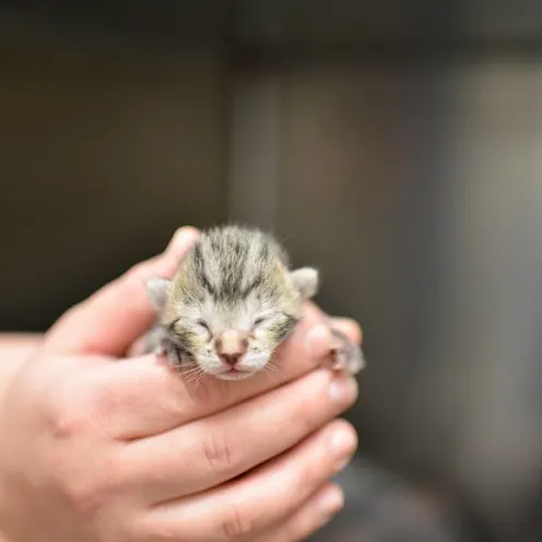 Newborn kitten at Animal Medical Center of Hattiesburg. Newborn kitten at Animal Medical Center of Hattiesburg.