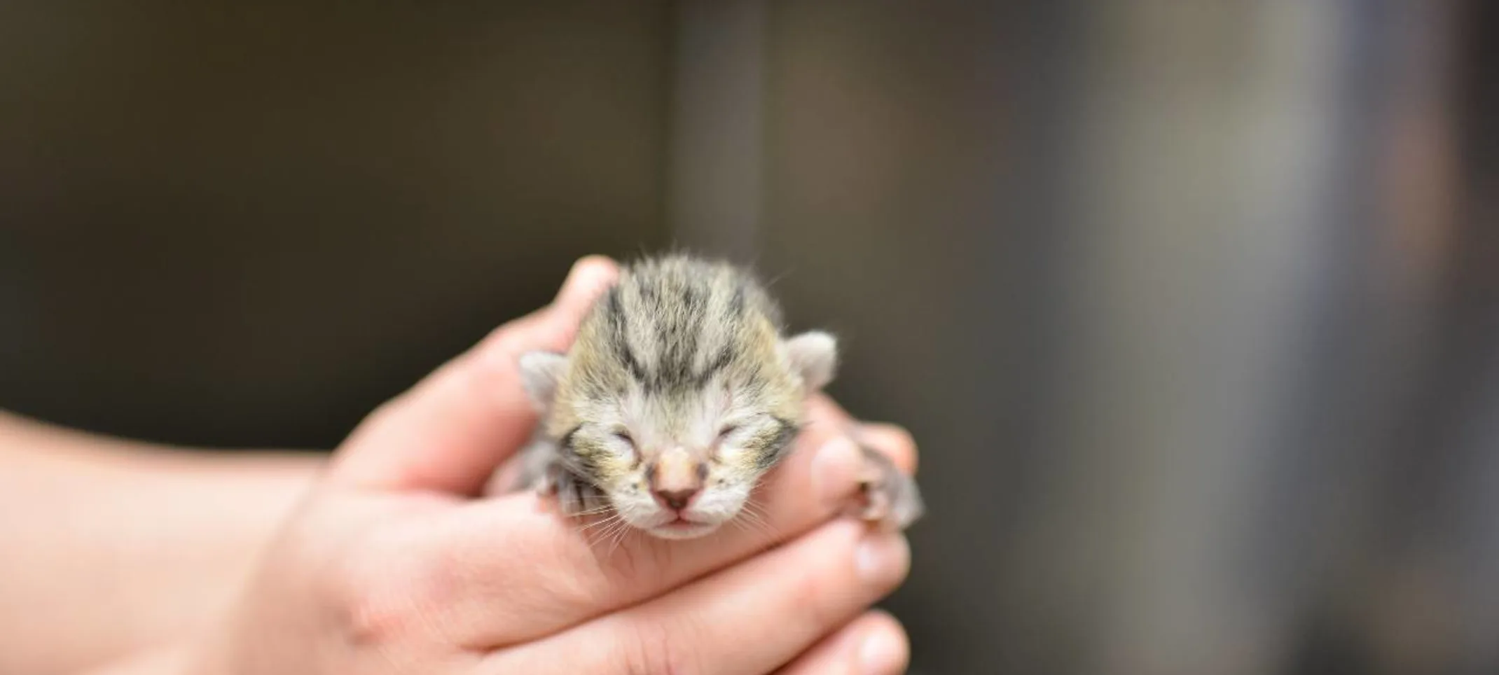 Newborn kitten at Animal Medical Center of Hattiesburg. Newborn kitten at Animal Medical Center of Hattiesburg.