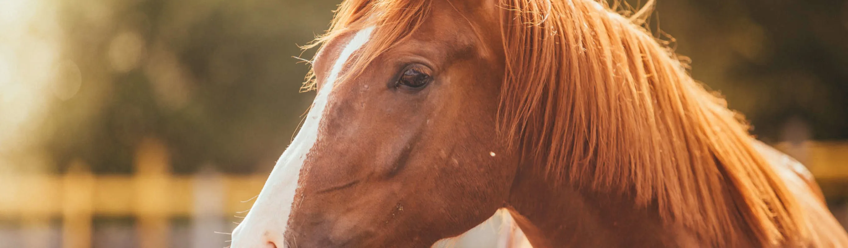 Horse at sunset Horse at sunset