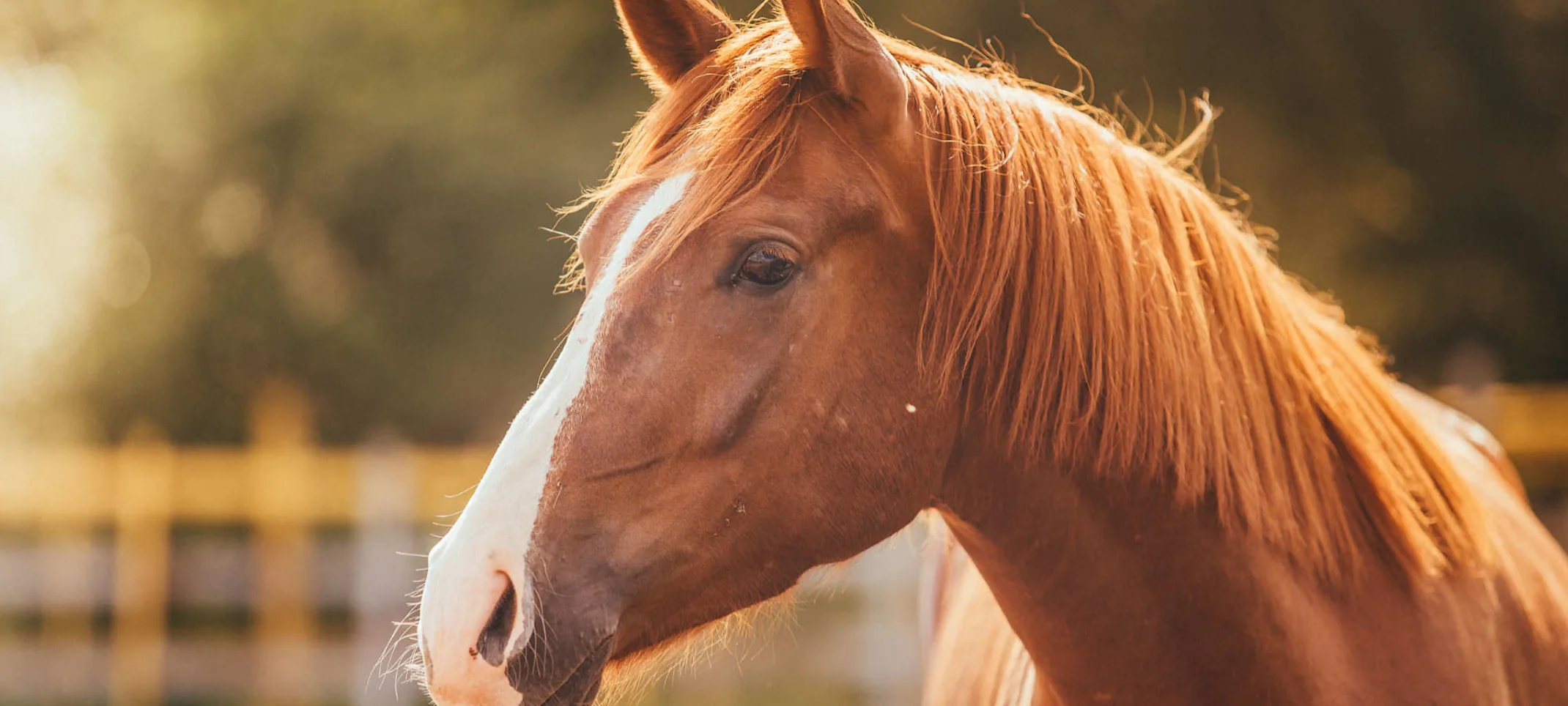 Horse at sunset