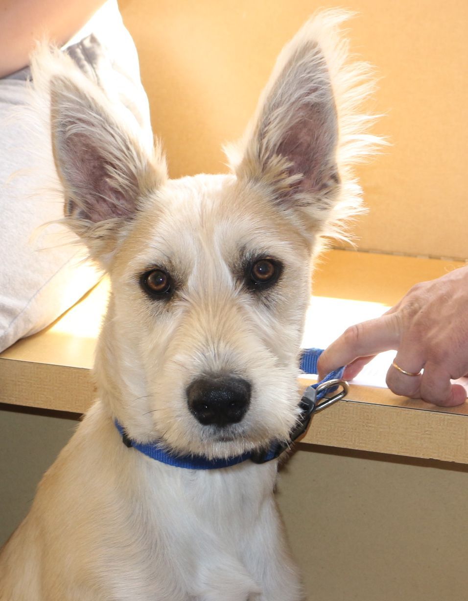 white dog with blue collar 
