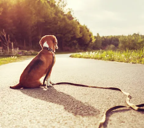 Dog Sitting with Leash on Behind a Sunset