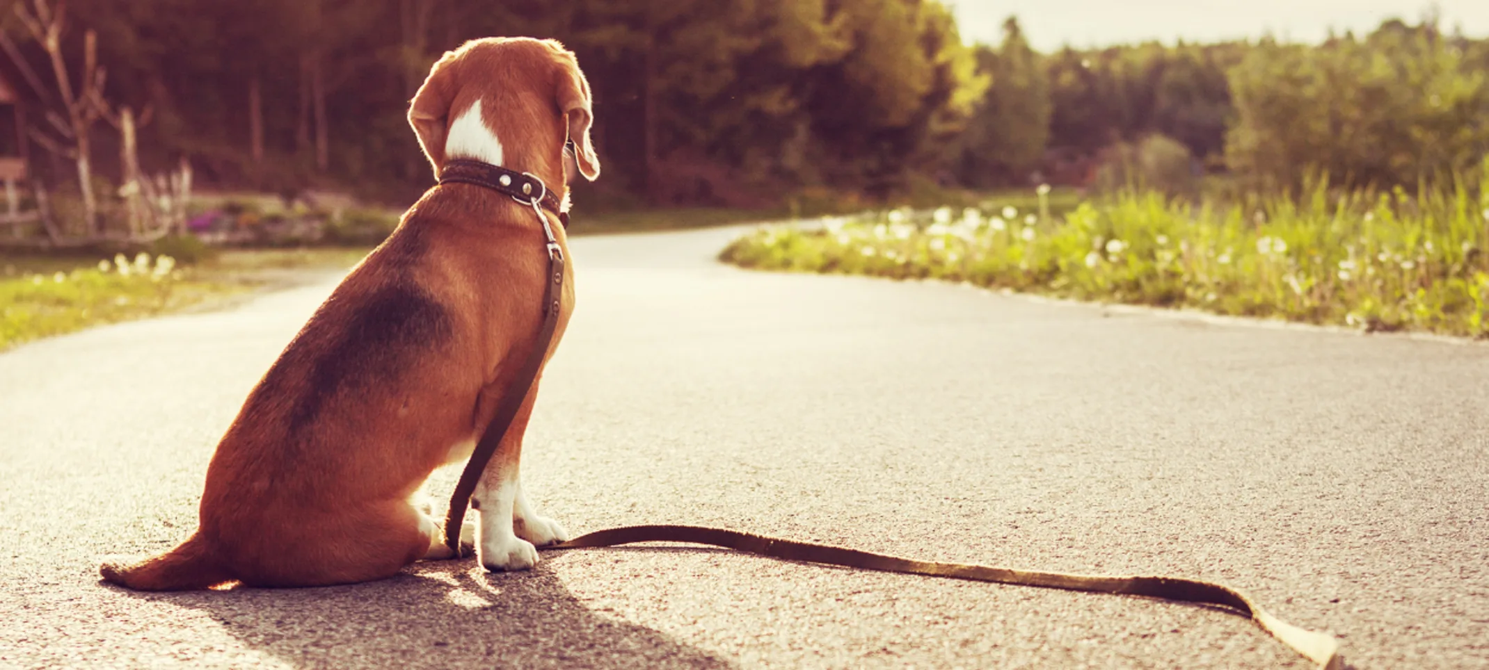 Dog Sitting with Leash on Behind a Sunset