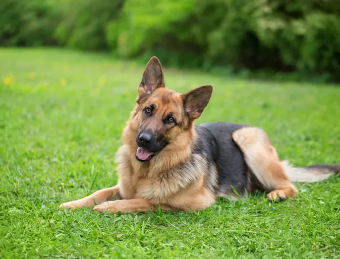 German Shepard Laying in Grass German Shepard Laying in Grass