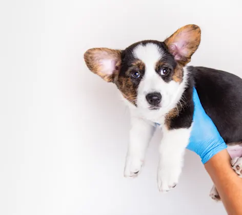 Puppy held up by veterinarian Puppy held up by veterinarian