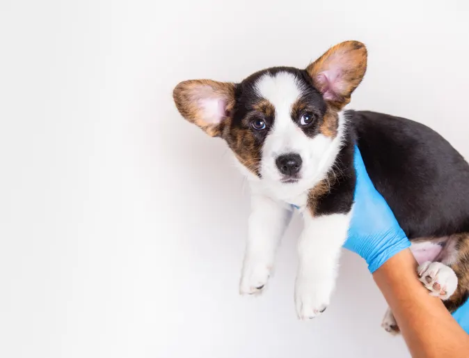 Puppy held up by veterinarian