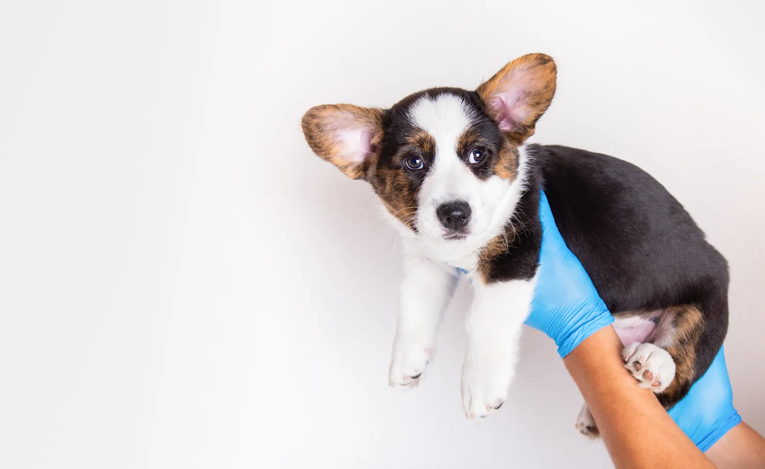 Puppy held up by veterinarian Puppy held up by veterinarian