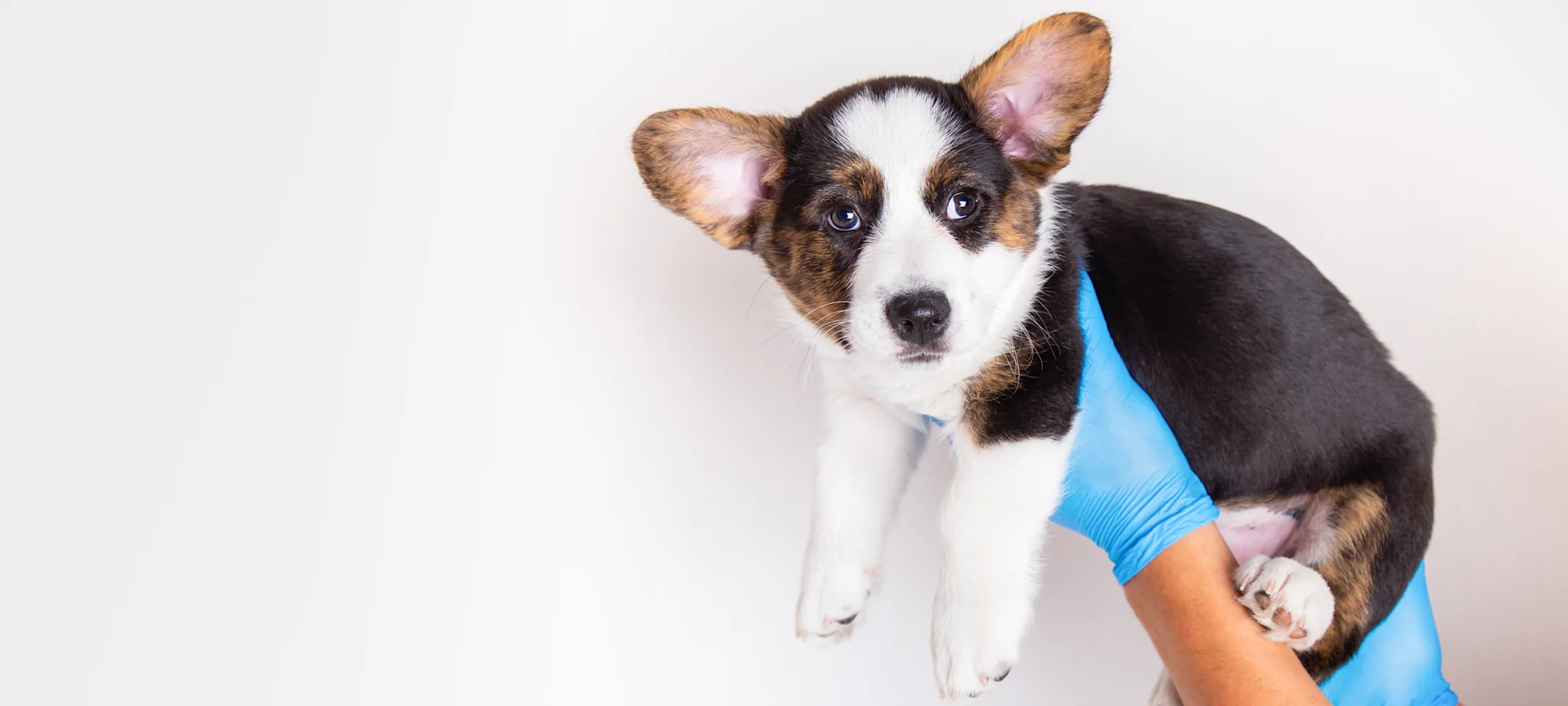 Puppy held up by veterinarian